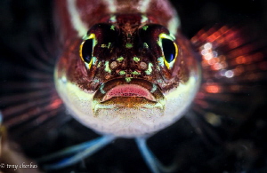 Triplefin Staredown by Tony Cherbas 